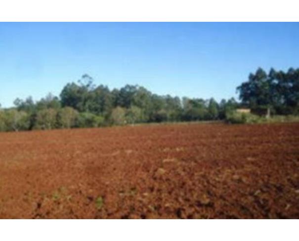 Terreno no Canabarro (foto 4 de 4)